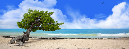 Aruba