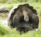 Galapagos